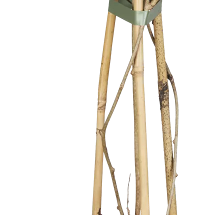 Actinidia arguta 'Weiki' -R- CAC Actinidia arguta 'Weiki' -R- CAC