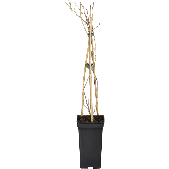 Actinidia arguta 'Weiki' -R- CAC Actinidia arguta 'Weiki' -R- CAC