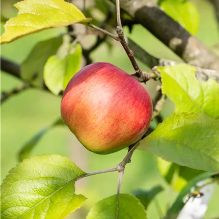 Malus 'Discovery' CAC Malus 'Discovery' CAC