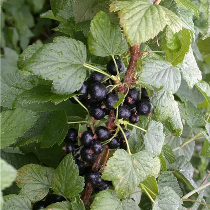 Ribes nigrum 'Titania' CAC Ribes nigrum 'Titania' CAC