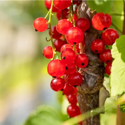 Ribes rubrum 'Jonkheer van Tets' CAC Ribes rubrum 'Jonkheer van Tets' CAC