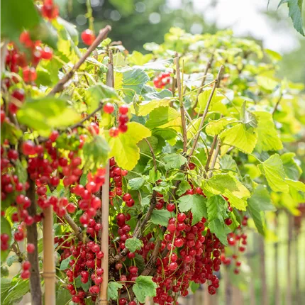 Ribes rubrum 'Rovada' CAC Ribes rubrum 'Rovada' CAC