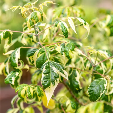 Acer negundo Acer negundo