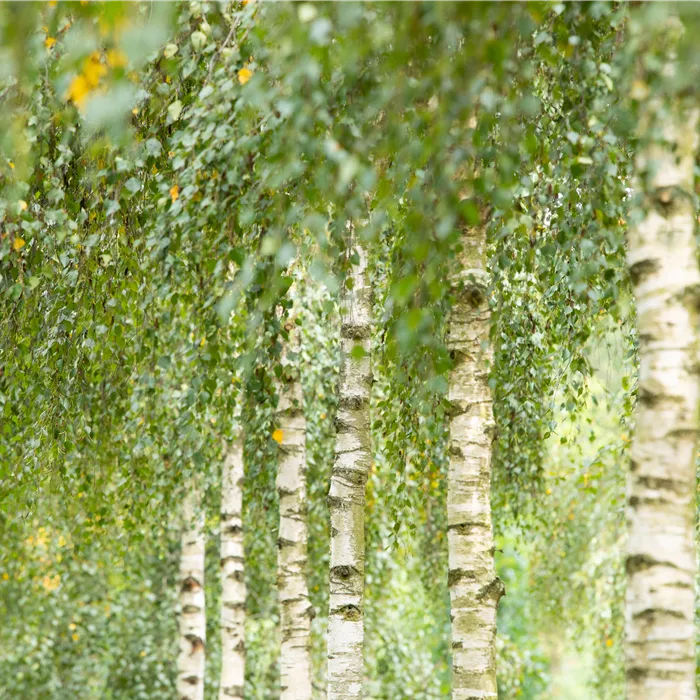 Betula jacquemontii Betula jacquemontii