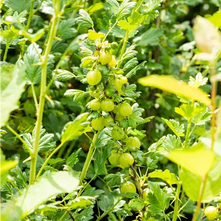 Ribes uva-crispa 'Invicta' CAC Ribes uva-crispa 'Invicta' CAC