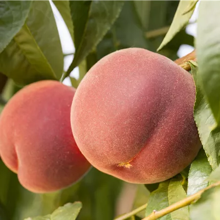Prunus persica 'Red Haven' CAC Prunus persica 'Red Haven' CAC
