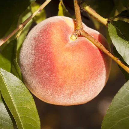 Prunus persica 'Rekord von Alfter' CAC Prunus persica 'Rekord von Alfter' CAC