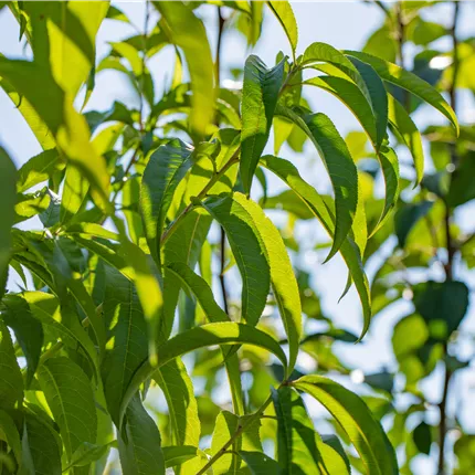 Prunus persica 'Früher Rt.Ingelh.' CAC Prunus persica 'Früher Rt.Ingelh.' CAC