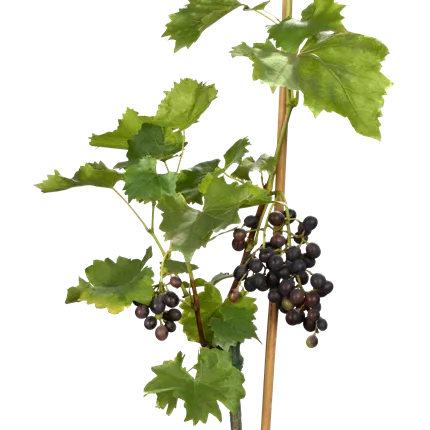 Vitis 'Muscat bleu' Vitis 'Muscat bleu'