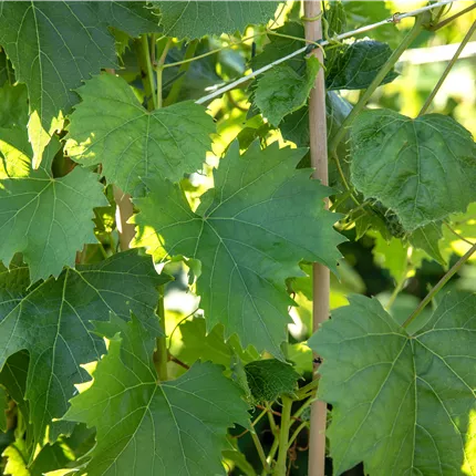 Vitis 'Regent' Vitis 'Regent'