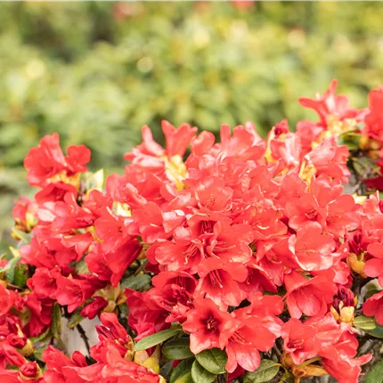 Rhododendron repens 'Baden-Baden'