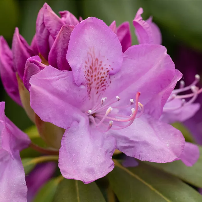 Rhododendron Hybr.'Catawbiense Boursault'