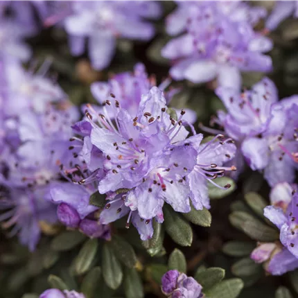 Rhododendron impeditum Rhododendron impeditum