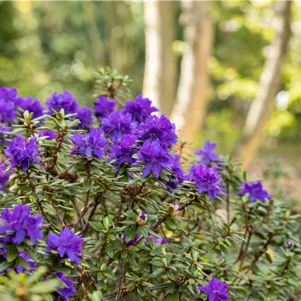 Rhododendron impeditum 'Azurika' Rhododendron impeditum 'Azurika'