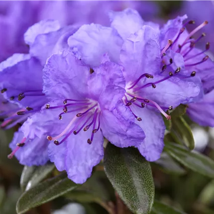 Rhododendron impeditum 'Gristede' Rhododendron impeditum 'Gristede'