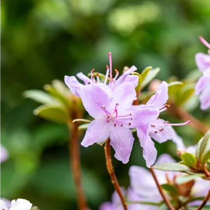 Rhododendron impeditum 'Moerheim' Rhododendron impeditum 'Moerheim'