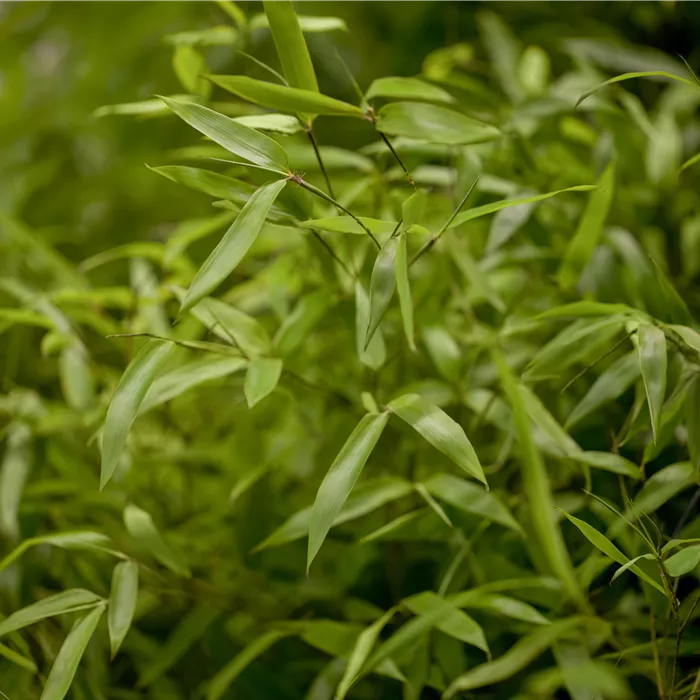 Phyllostachys aureosulcata Phyllostachys aureosulcata