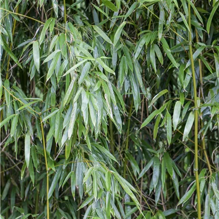 Phyllostachys humilis Phyllostachys humilis