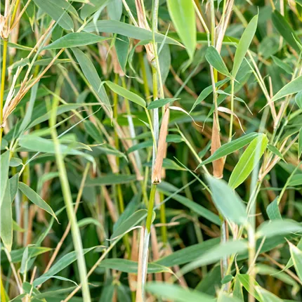 Fargesia murieliae 'Deep Forest' -R- -S- Fargesia murieliae 'Deep Forest' -R- -S-