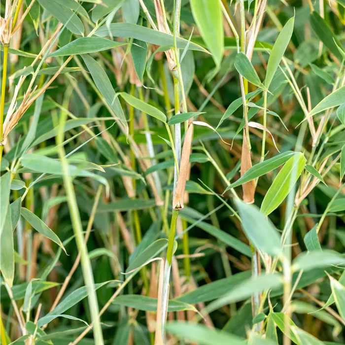 Fargesia murieliae 'Deep Forest' -R- -S- Fargesia murieliae 'Deep Forest' -R- -S-