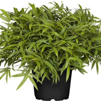 Pleioblastus pumilus Pleioblastus pumilus