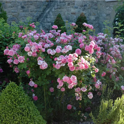 Rosa 'Louise Odier' STR Rosa 'Louise Odier' STR