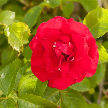 Rosa 'Flammentanz' -R- KL Rosa 'Flammentanz' -R- KL