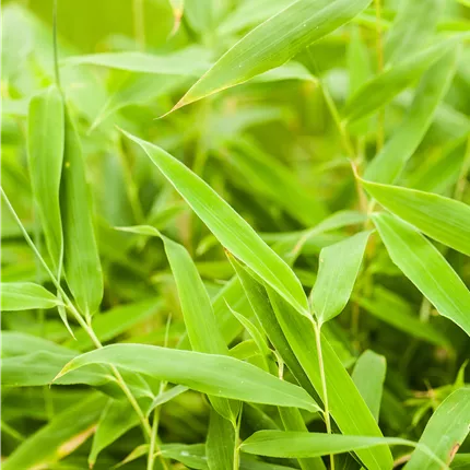 Fargesia murieliae 'Jumbo' Fargesia murieliae 'Jumbo'