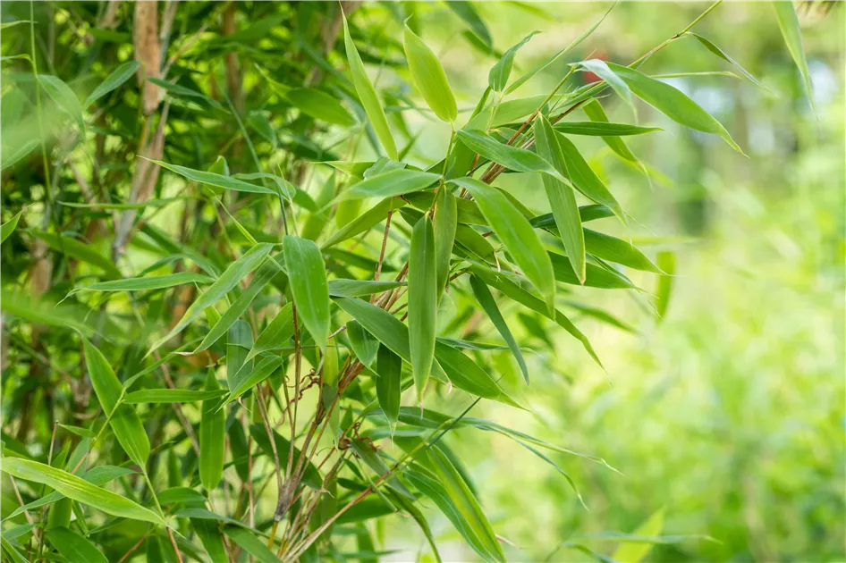 Fargesia murieliae 'Jumbo'