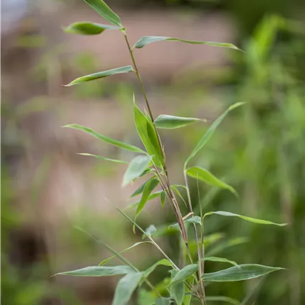 Fargesia murieliae 'Kranich' Fargesia murieliae 'Kranich'