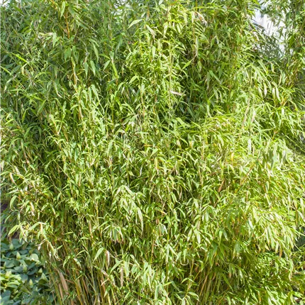 Fargesia murieliae 'Standing Stone' -S- Fargesia murieliae 'Standing Stone' -S-