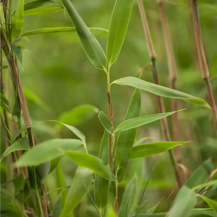 Fargesia murieliae 'Superjumbo' -S- Fargesia murieliae 'Superjumbo' -S-