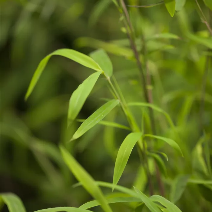 Fargesia nitida 'Great Wall' Fargesia nitida 'Great Wall'