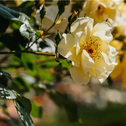 Rosa 'Frühlingsgold' STR Rosa 'Frühlingsgold' STR