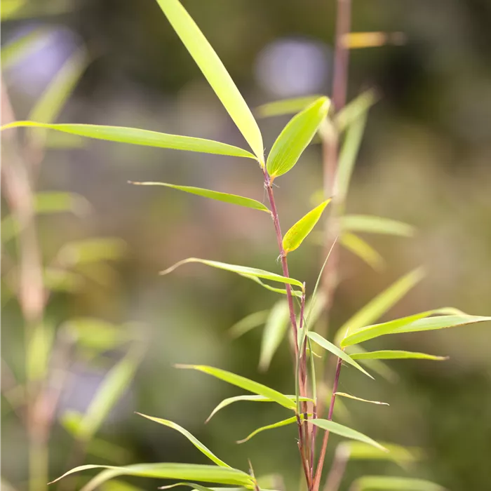 Fargesia robusta 'Campbell' Fargesia robusta 'Campbell'