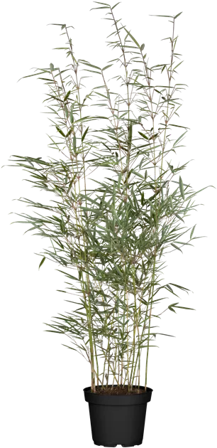 Fargesia robusta 'Campbell'