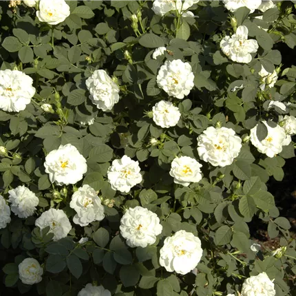 Rosa alba 'Suaveolens' STR