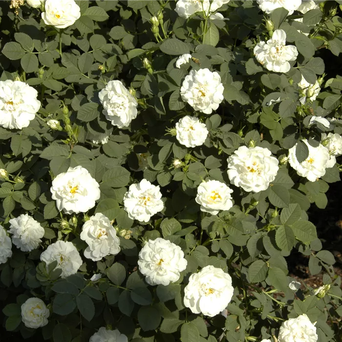 Rosa alba 'Suaveolens' STR