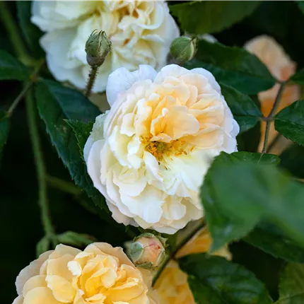 Rosa 'Ghislaine de Feligonde' STR