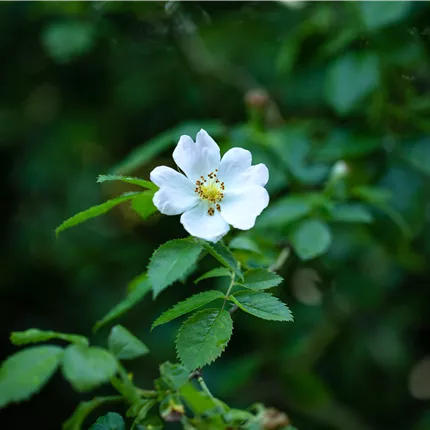 Rosa arvensis Rosa arvensis