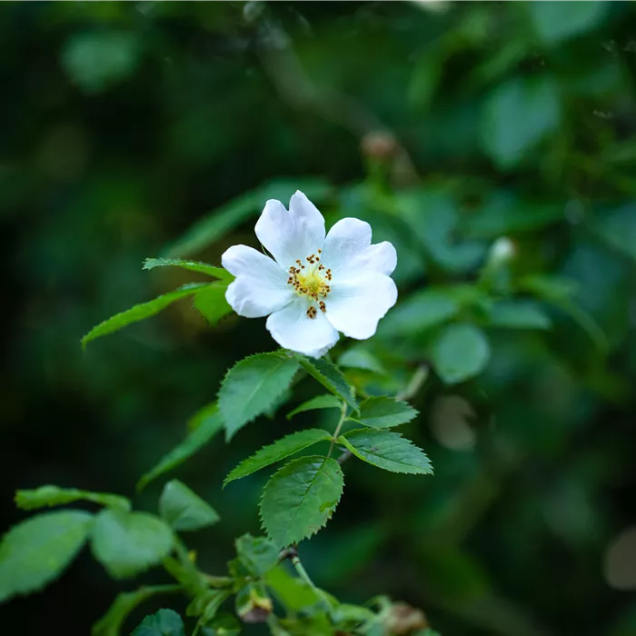 Rosa arvensis