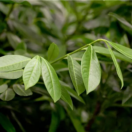 Prunus lauroc.'Greenpeace' Prunus lauroc.'Greenpeace'