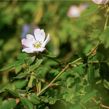 Rosa canina Rosa canina