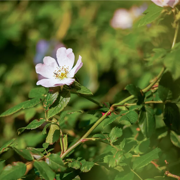 Rosa canina