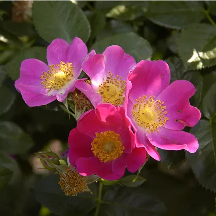 Rosa carolina Rosa carolina