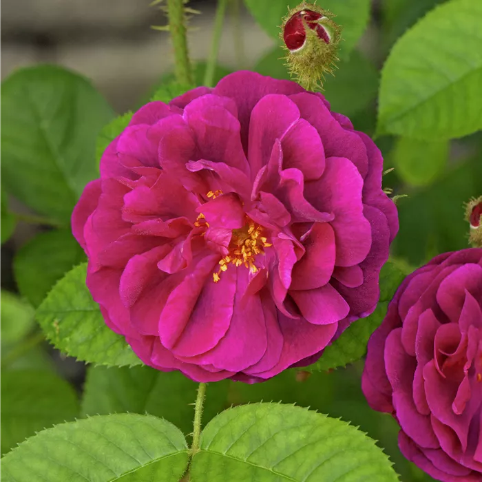 Rosa centifolia muscosa STR