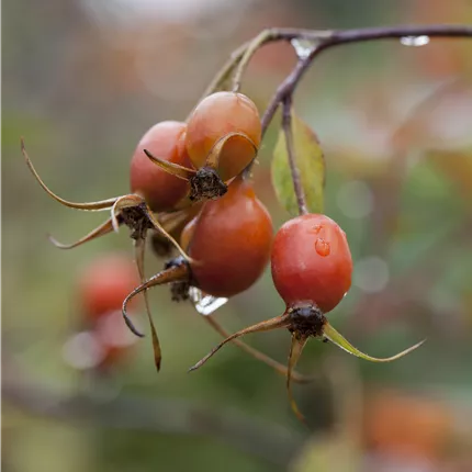 Rosa glauca Rosa glauca
