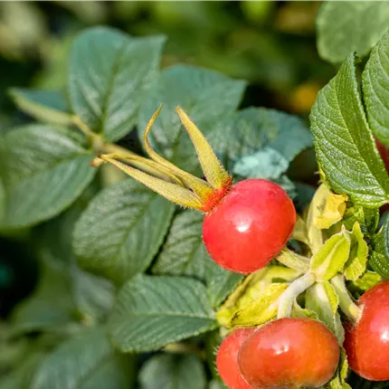 Rosa rugosa 'Dagmar Hastrup' BDR Rosa rugosa 'Dagmar Hastrup' BDR