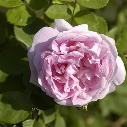 Rosa rugosa 'Conrad Ferdinand Meyer' STR Rosa rugosa 'Conrad Ferdinand Meyer' STR