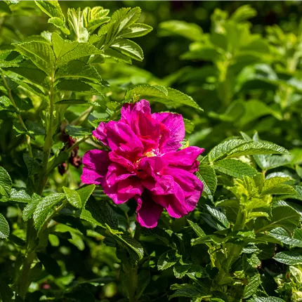 Rosa rugosa 'Foxi' -R- BDR Rosa rugosa 'Foxi' -R- BDR